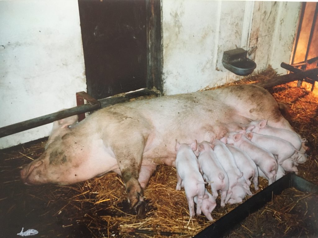 Varken met biggen